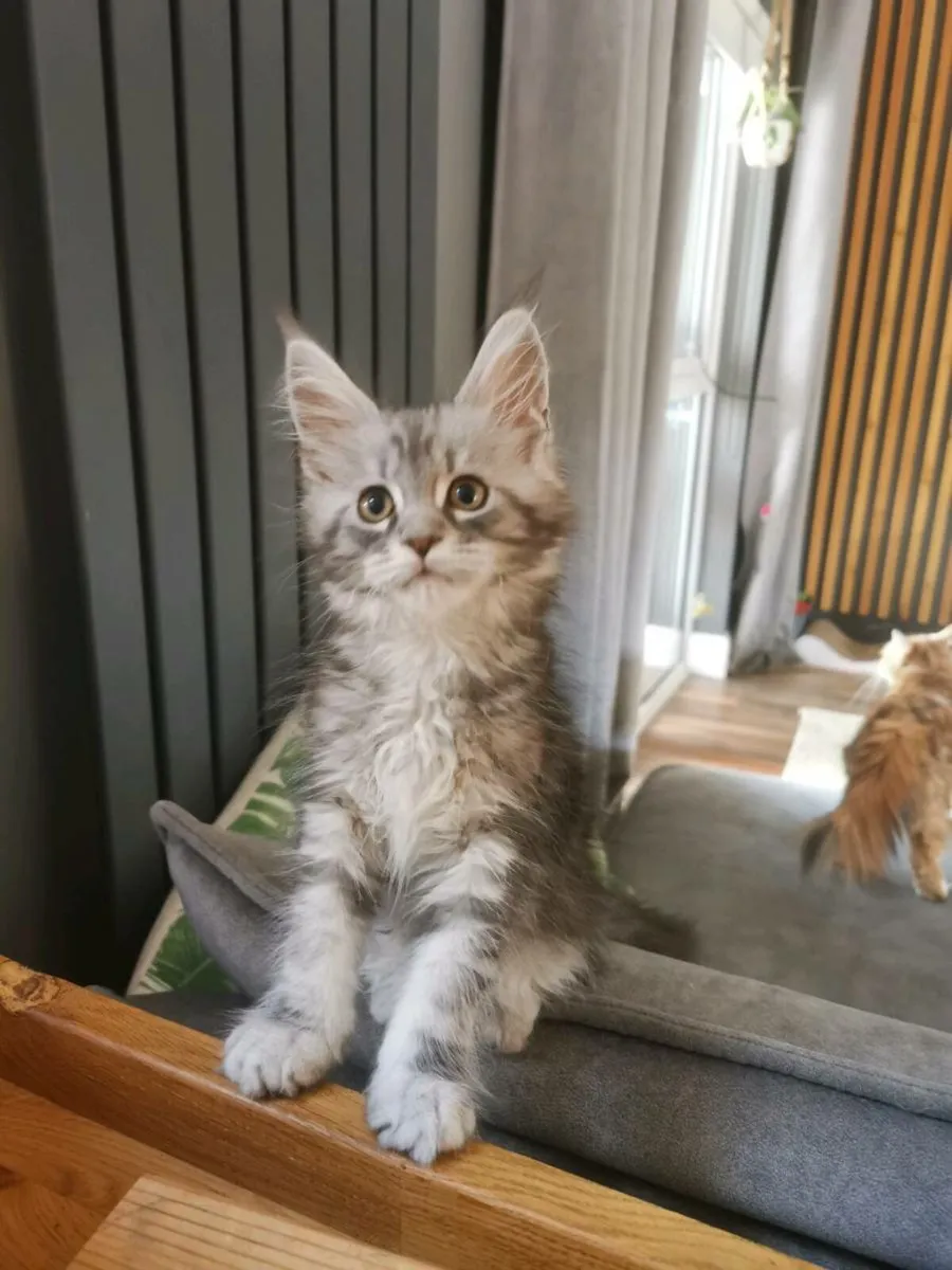 TICA Registered maine coon kittens - Image 2