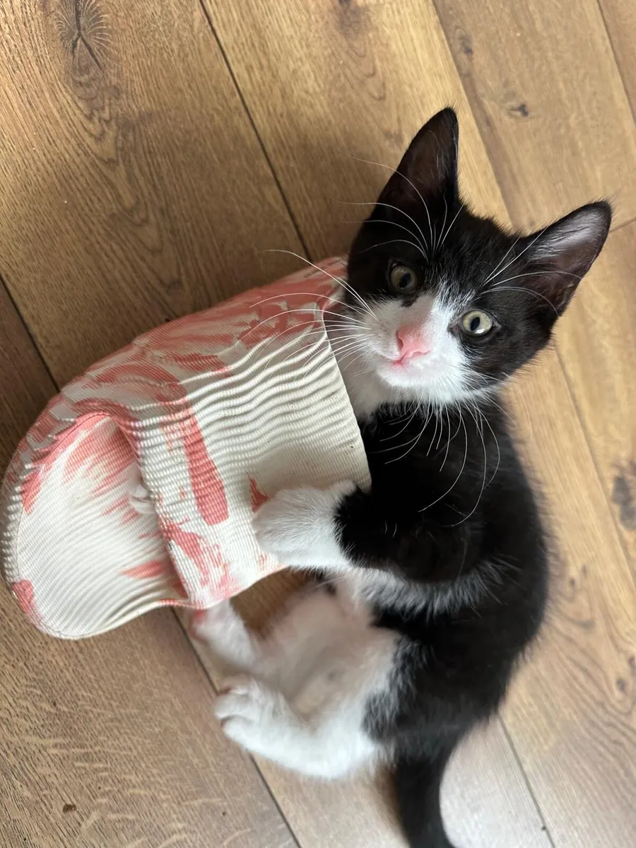 Kittens - Image 2