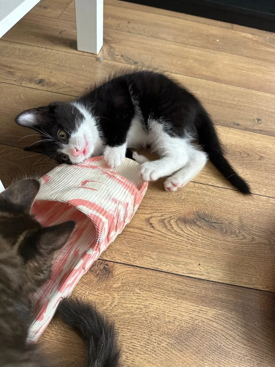 Kittens - Image 4