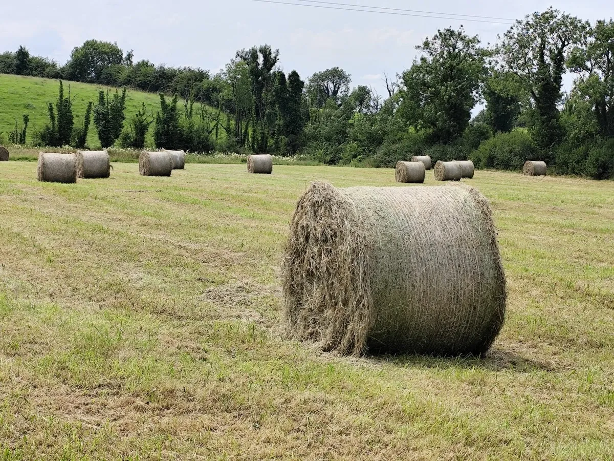 Round bales of hay - Image 1