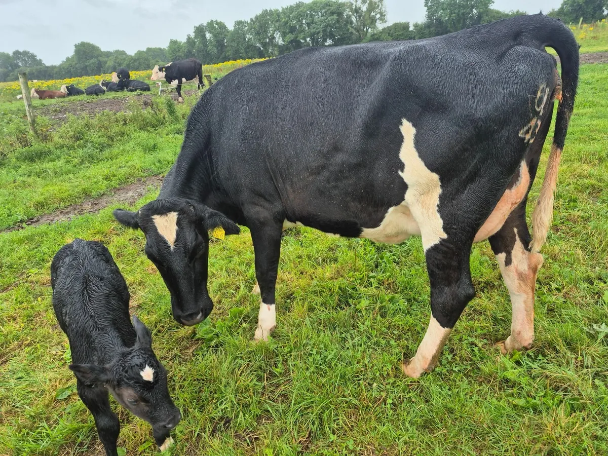 dairy livestock - Image 1