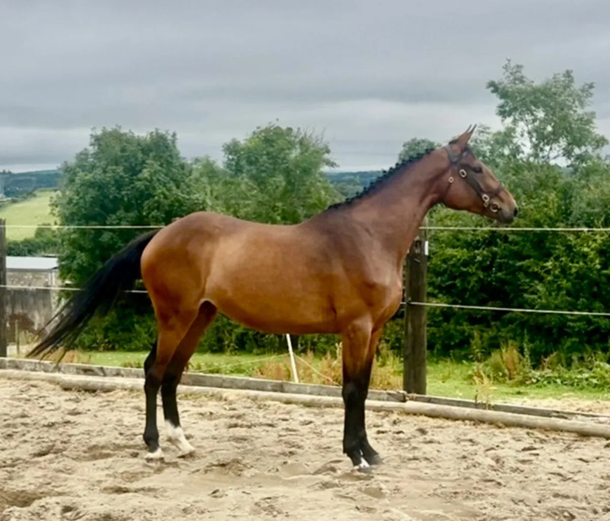 3yr old filly - Image 2