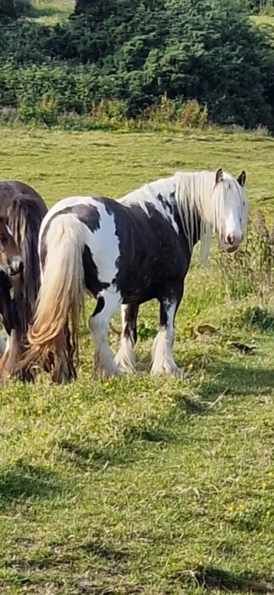 Show Pony - Image 1