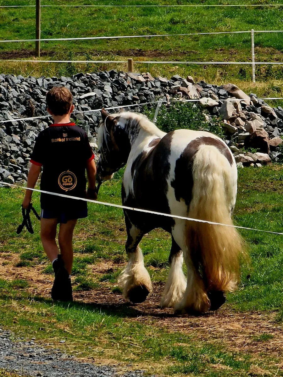 Show Pony - Image 2
