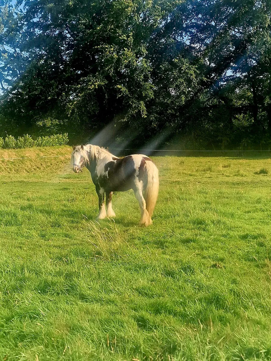 Show Pony - Image 3