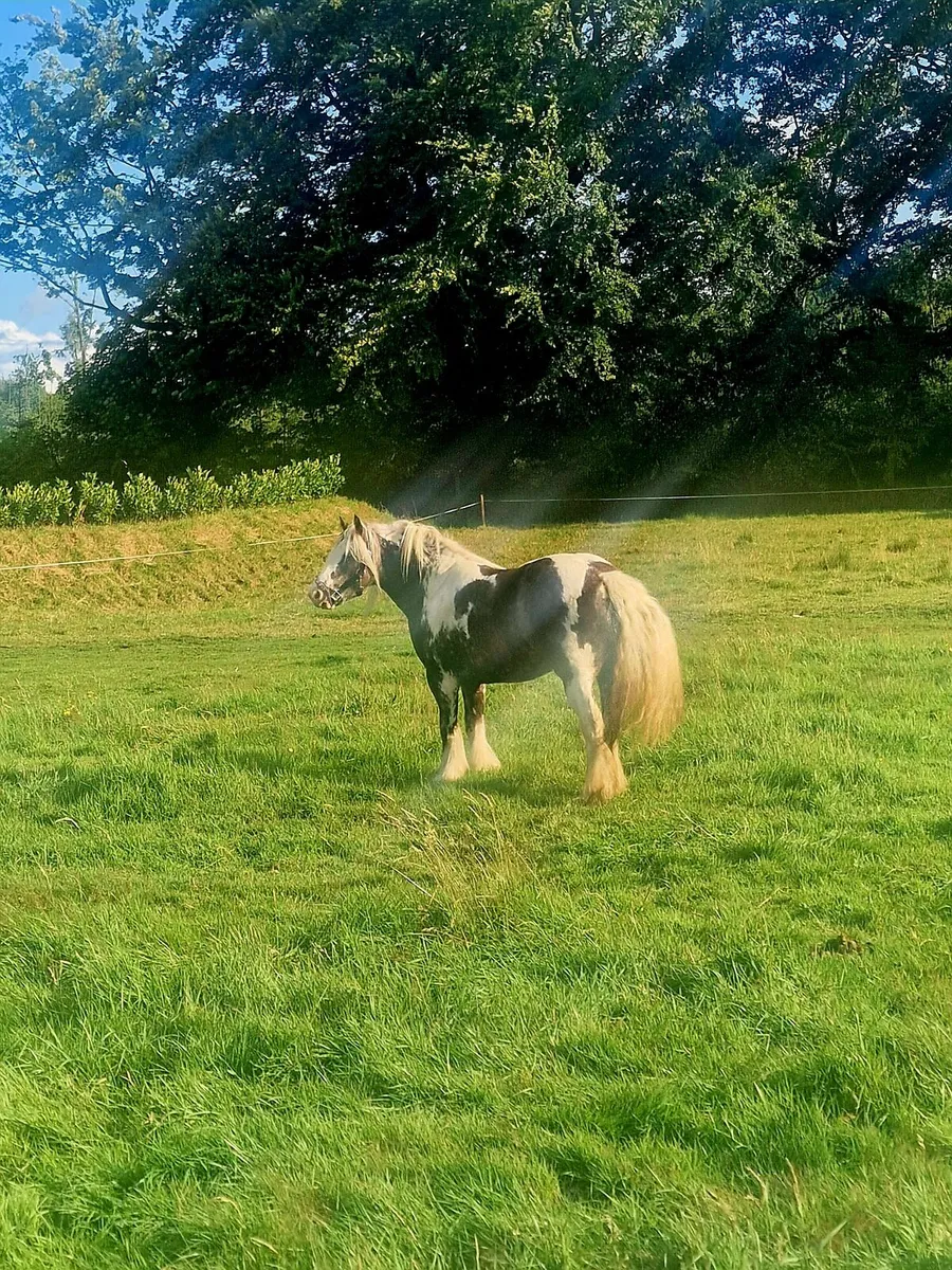 Show Pony - Image 4