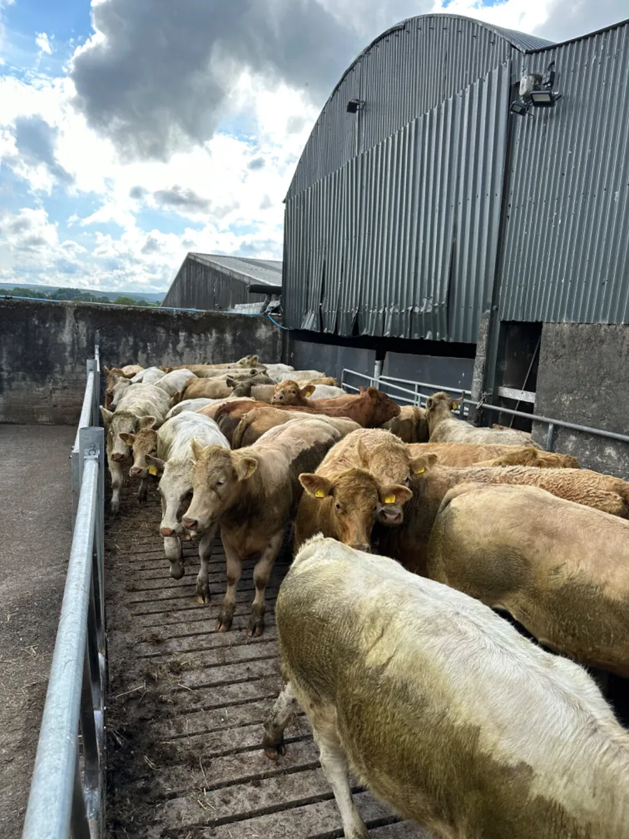 Charolais and lim heifers - Image 2