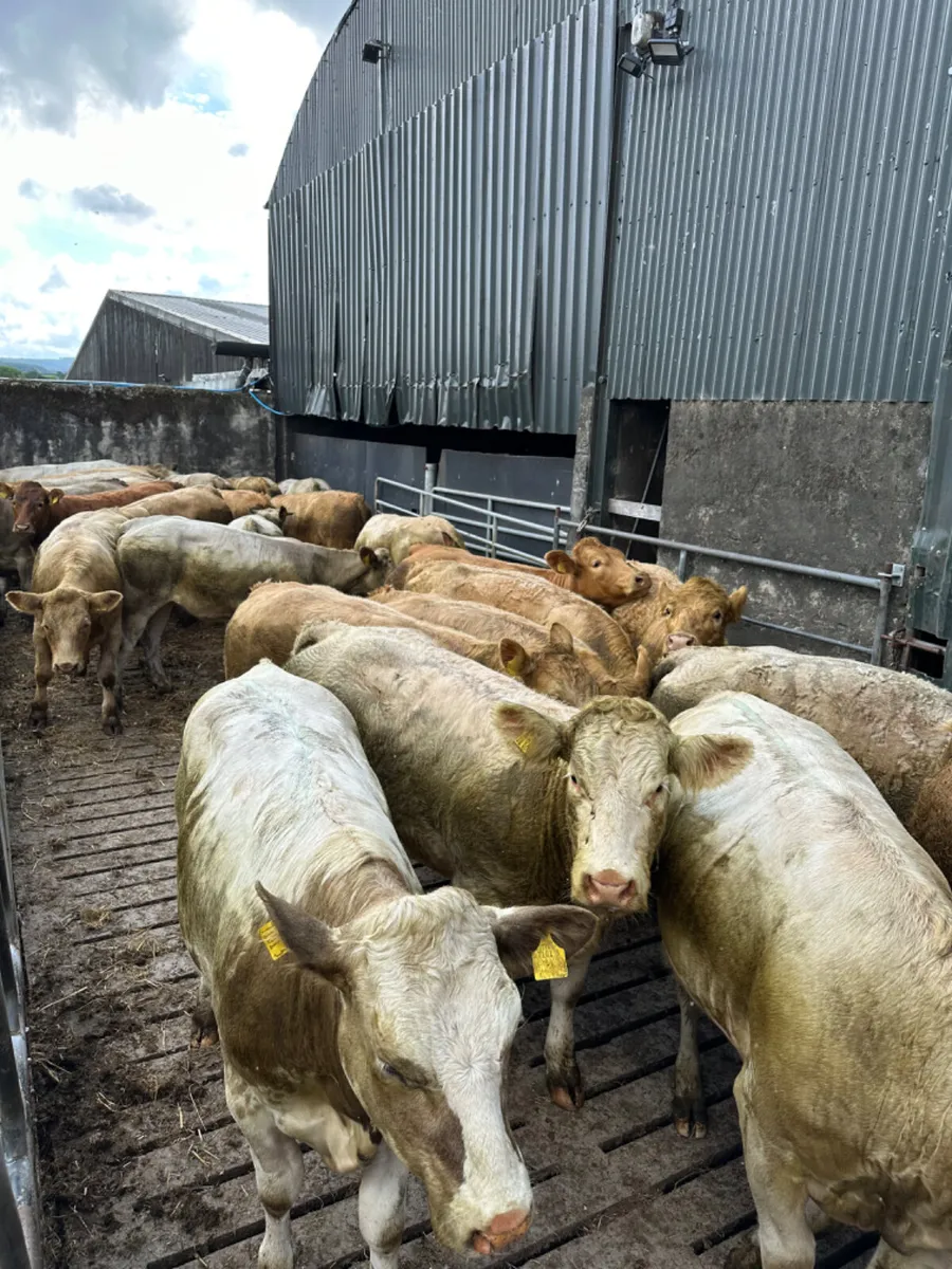Charolais and lim heifers - Image 4