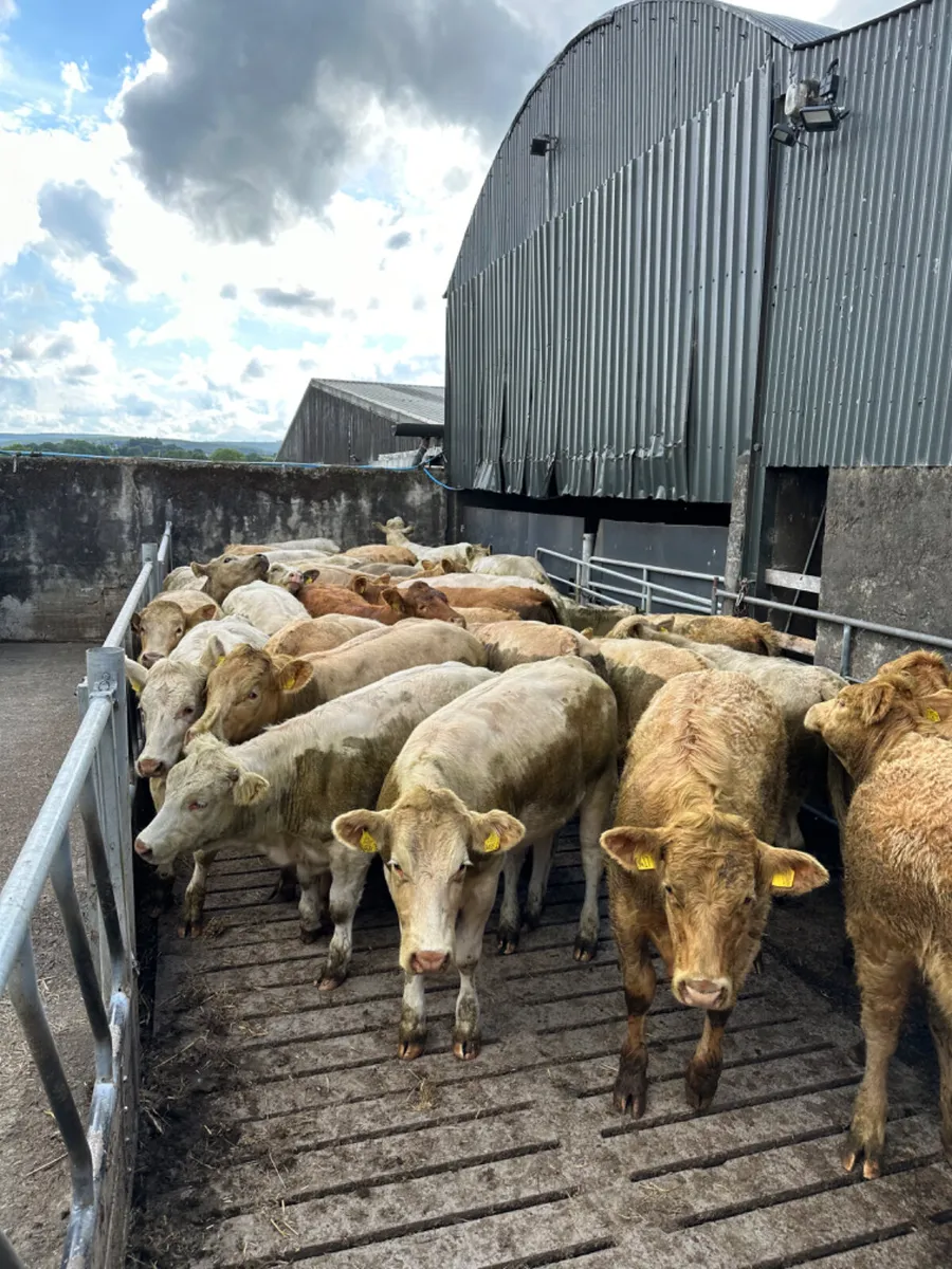 Charolais and lim heifers - Image 1