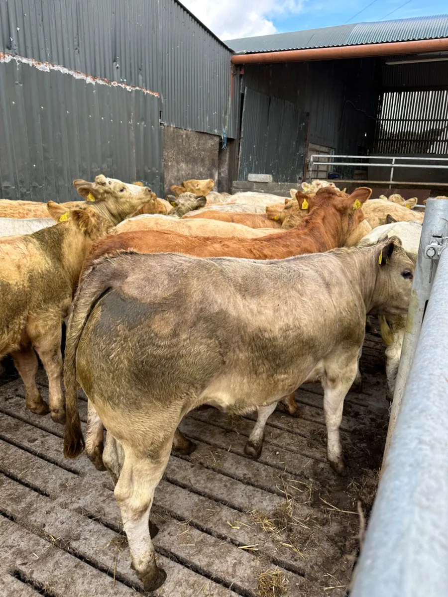 Charolais and lim heifers - Image 3