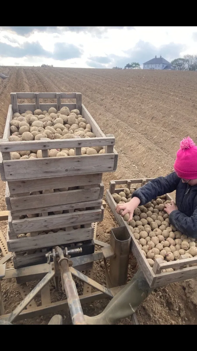 Potato Sprouting Boxes - Image 2