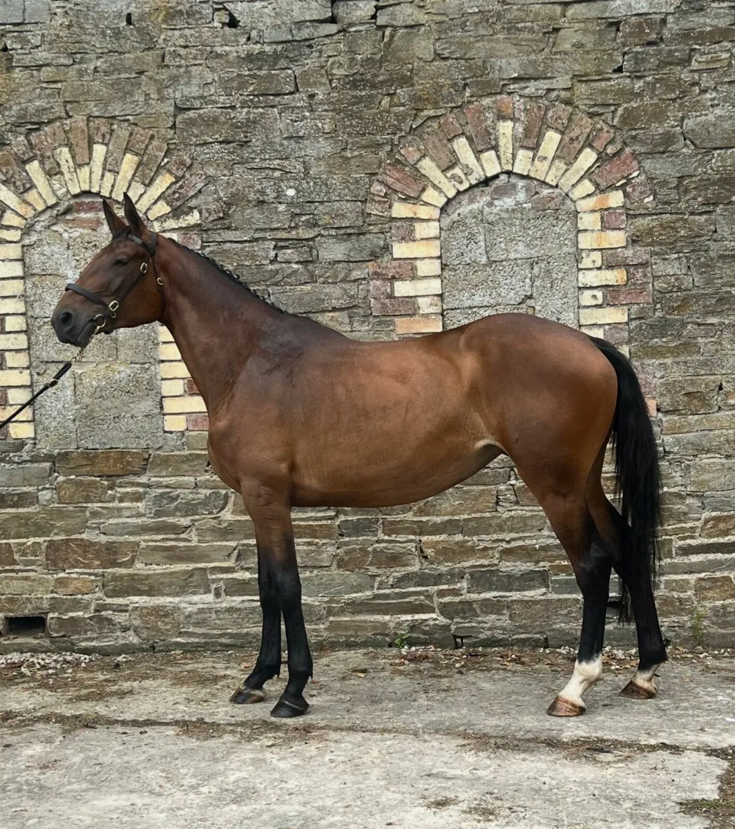 3yr old filly - Image 4