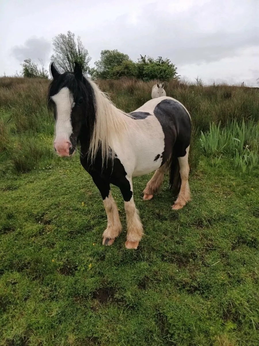 Pony - Image 1