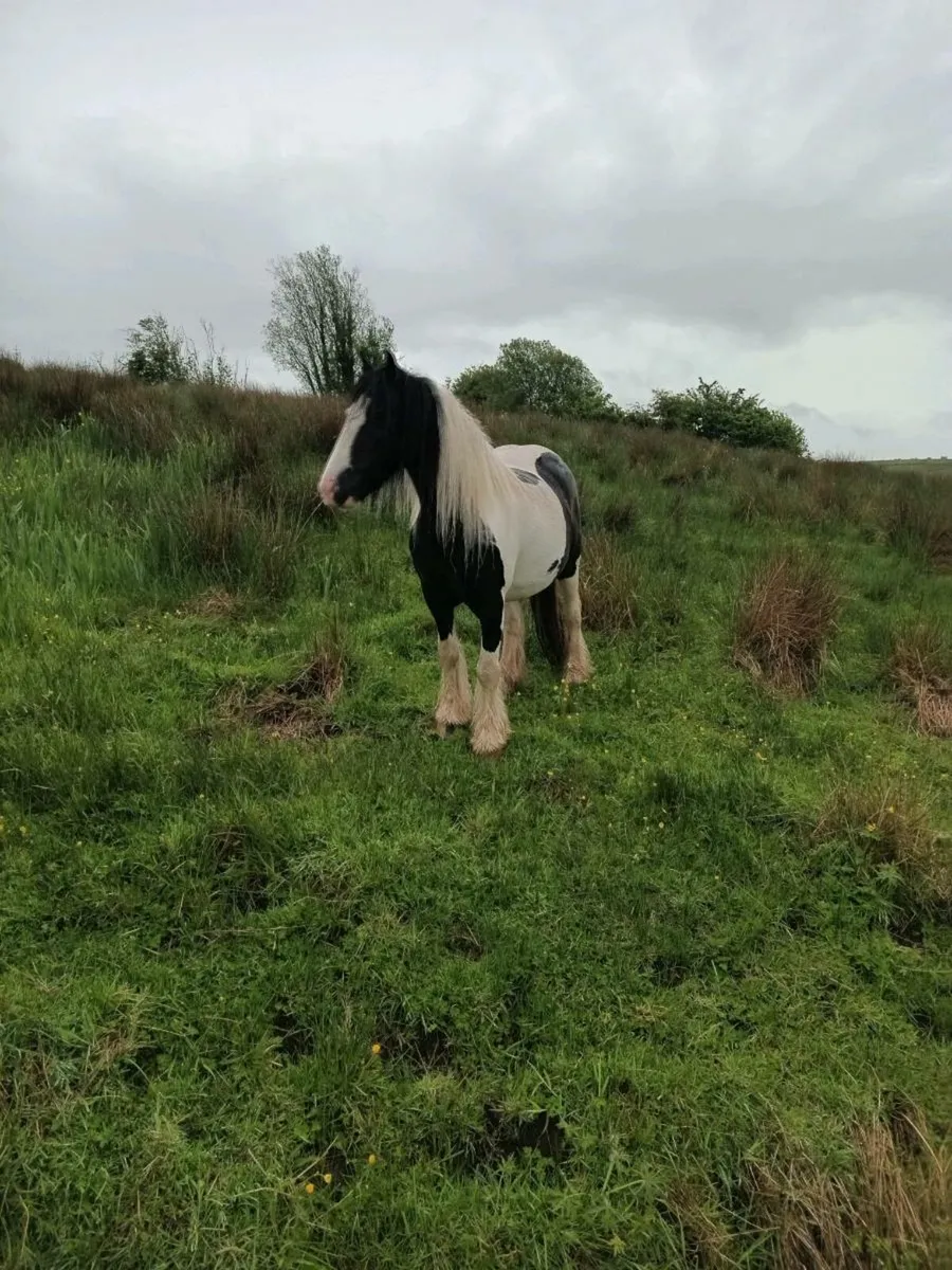 Pony - Image 2