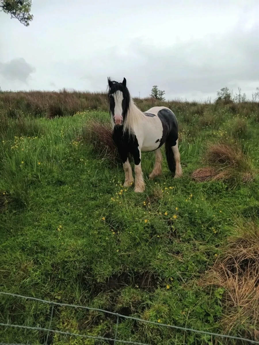 Pony - Image 3