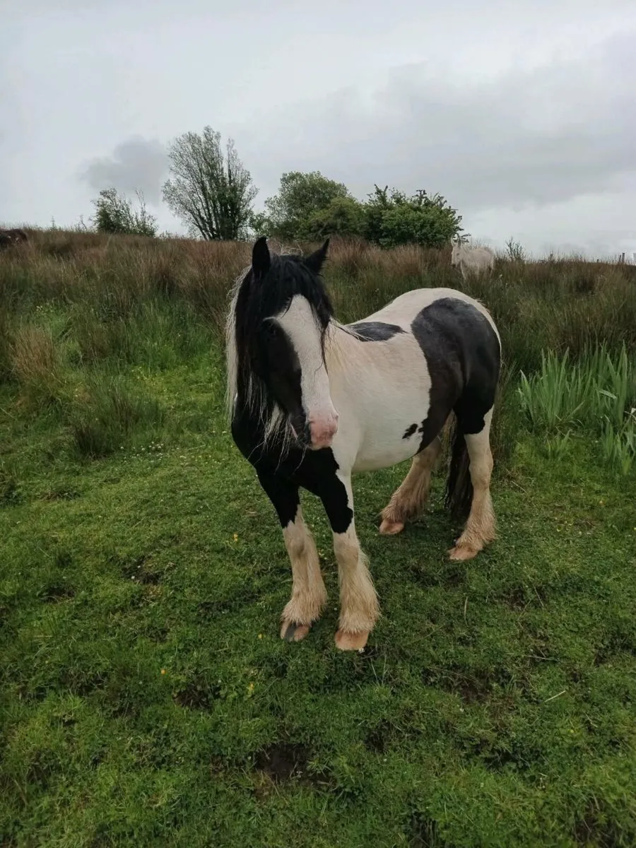 Pony - Image 4