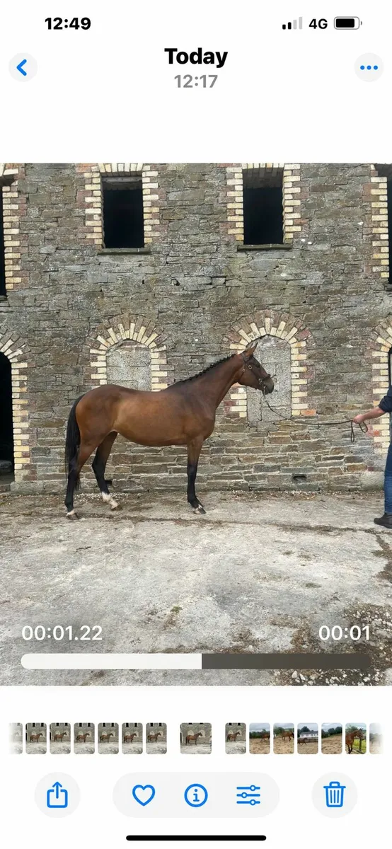 3yr old filly - Image 1