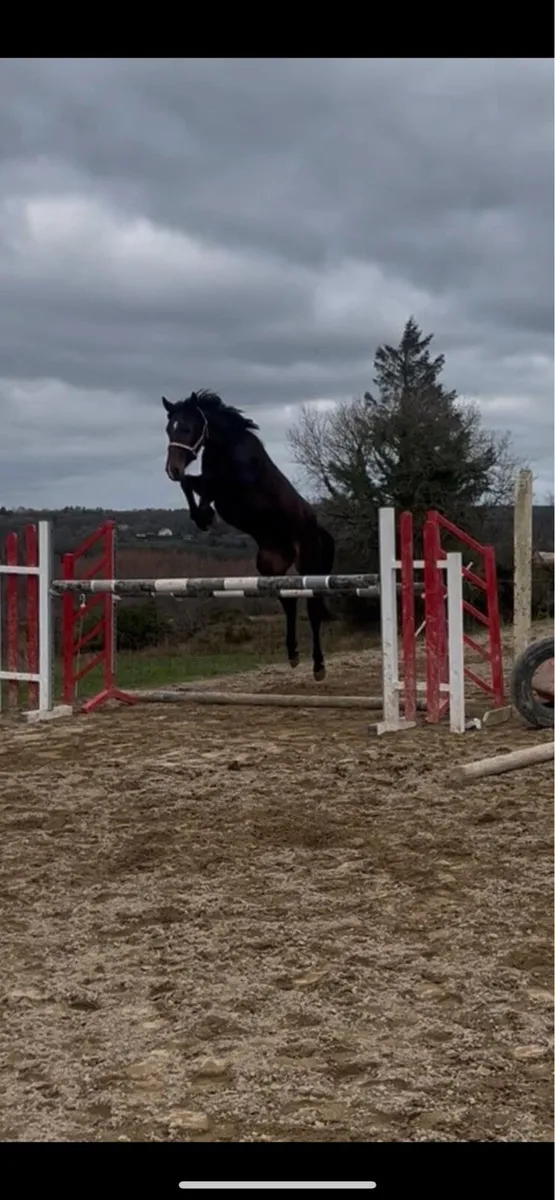 Pony