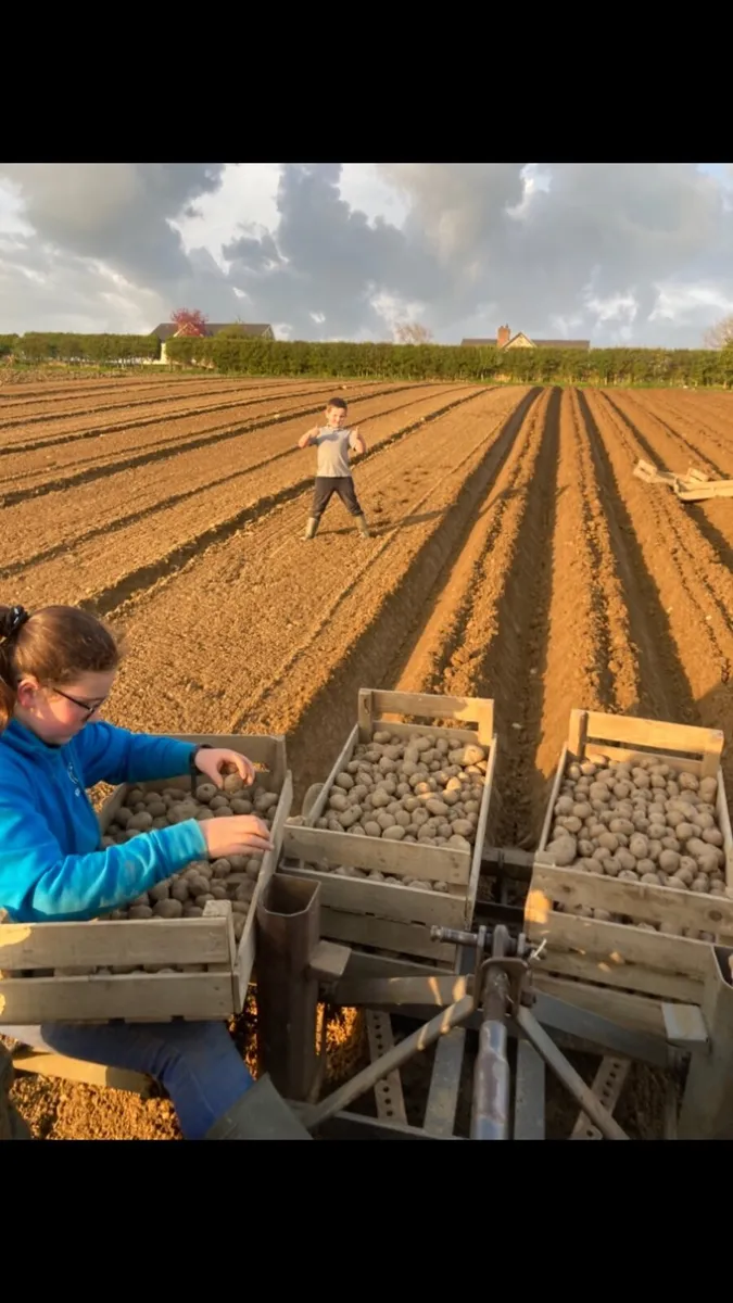Potato Sprouting Boxes - Image 1