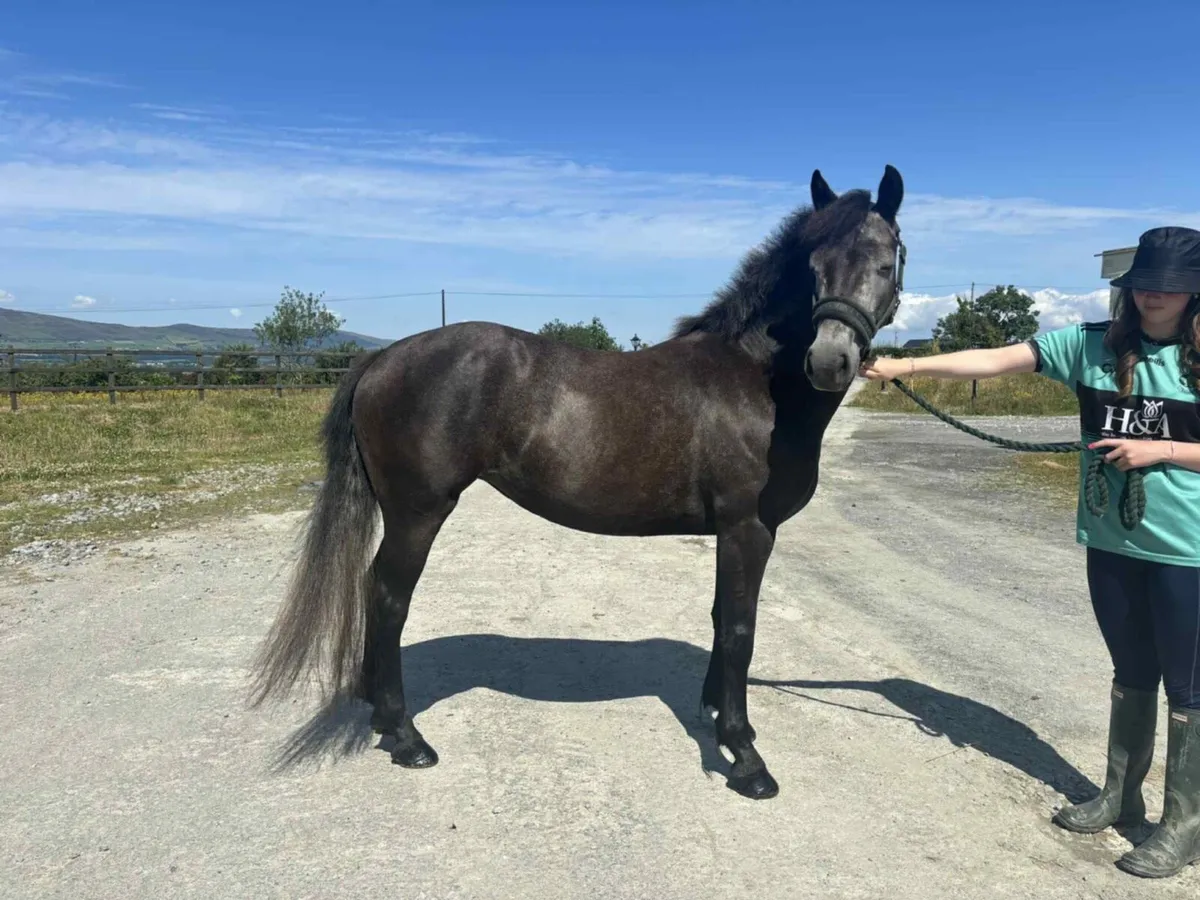 148cm 4yr old traditional Connemara pony - Image 1