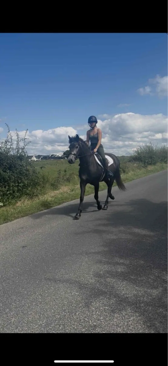 148cm 4yr old traditional Connemara pony - Image 2