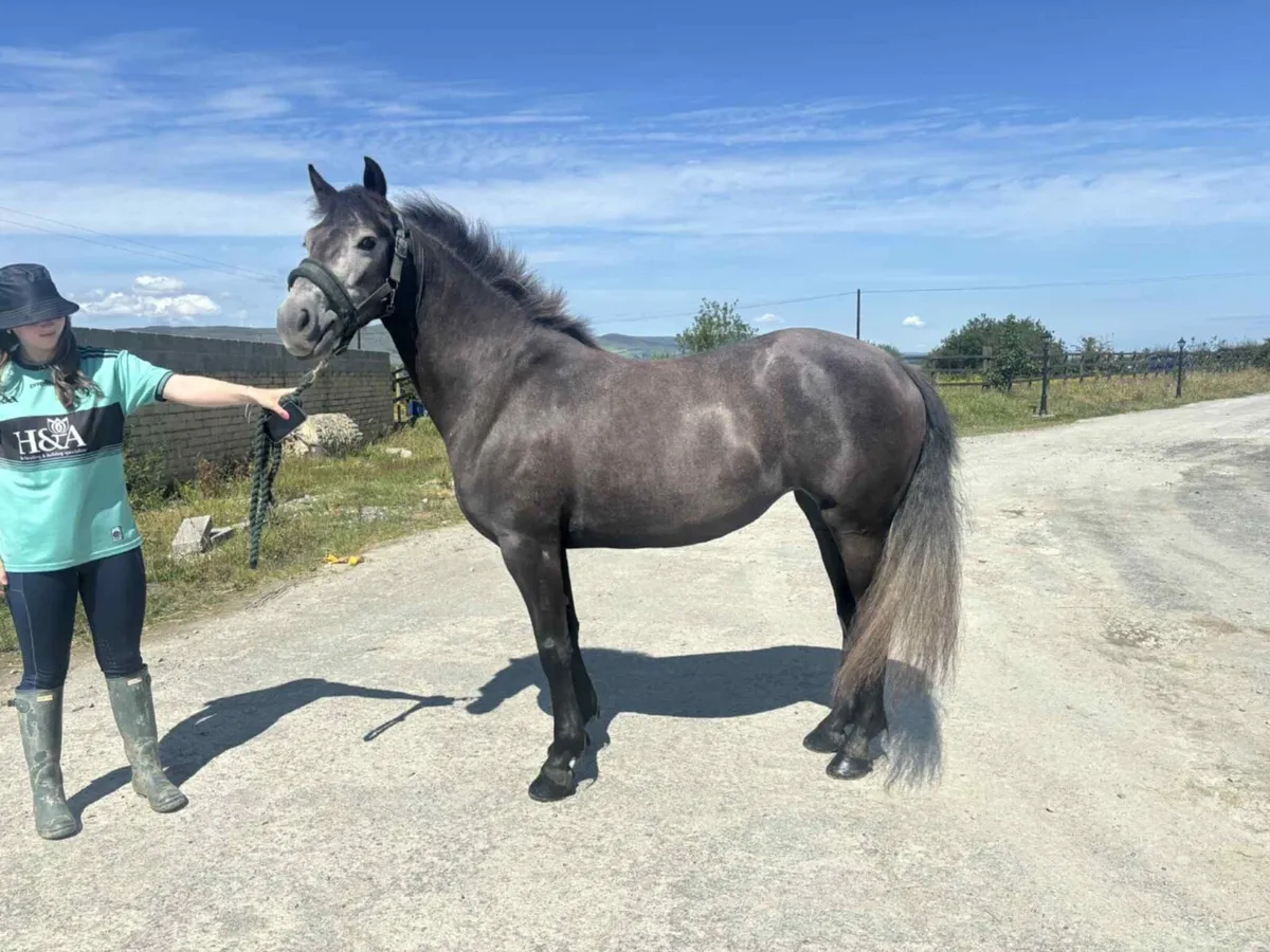 148cm 4yr old traditional Connemara pony - Image 3