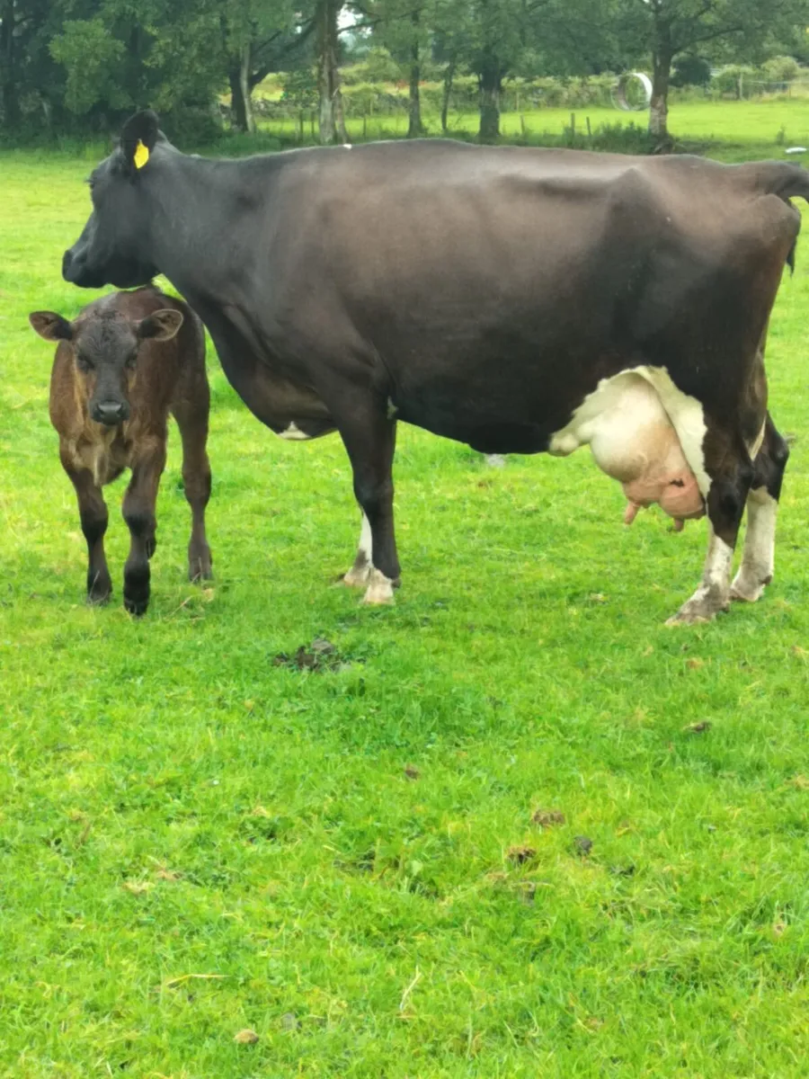 Fresian Cow and calf. - Image 1