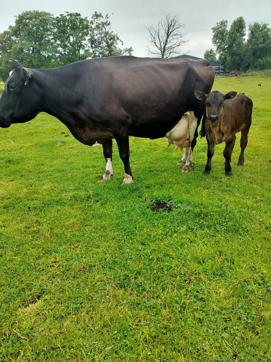 Fresian Cow and calf. - Image 3