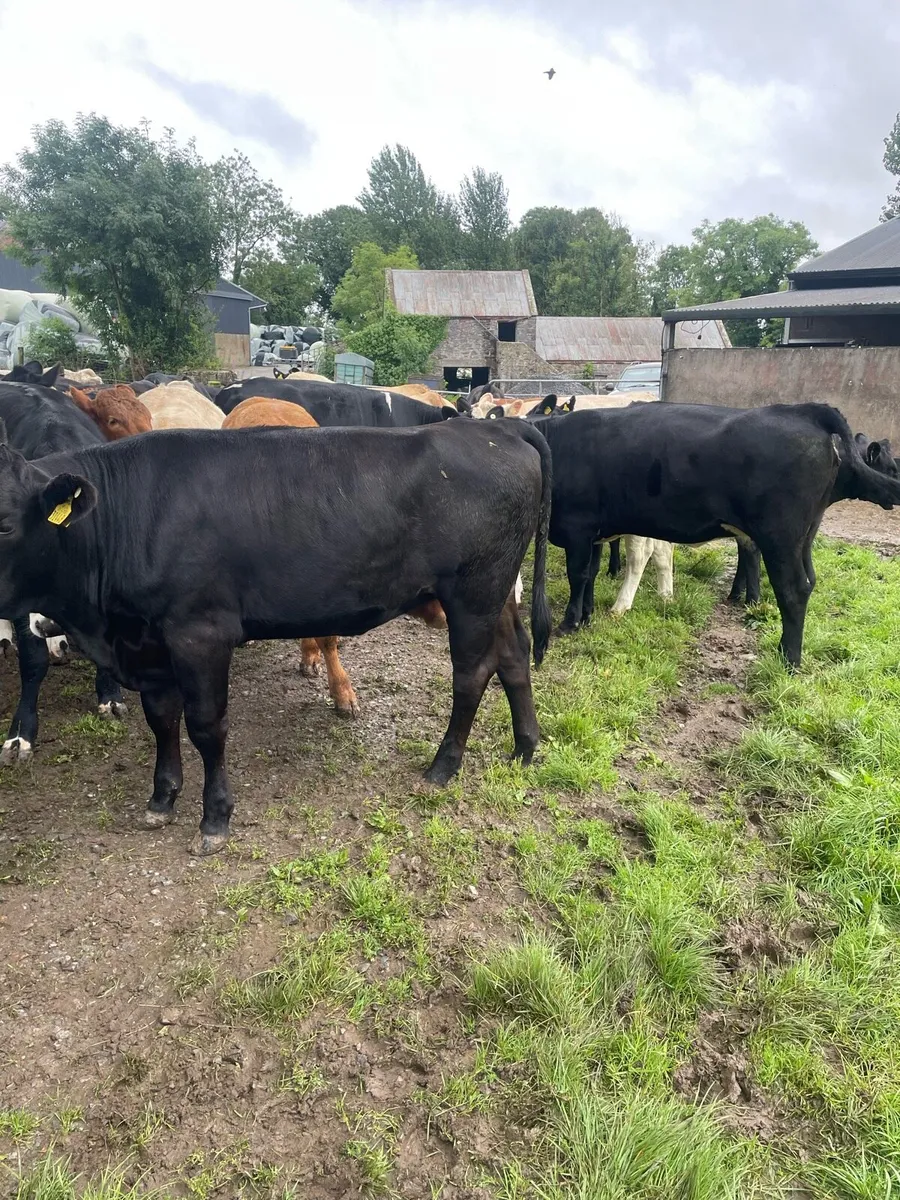 Angus heifers for Roscommon Mart Friday 18th July - Image 2