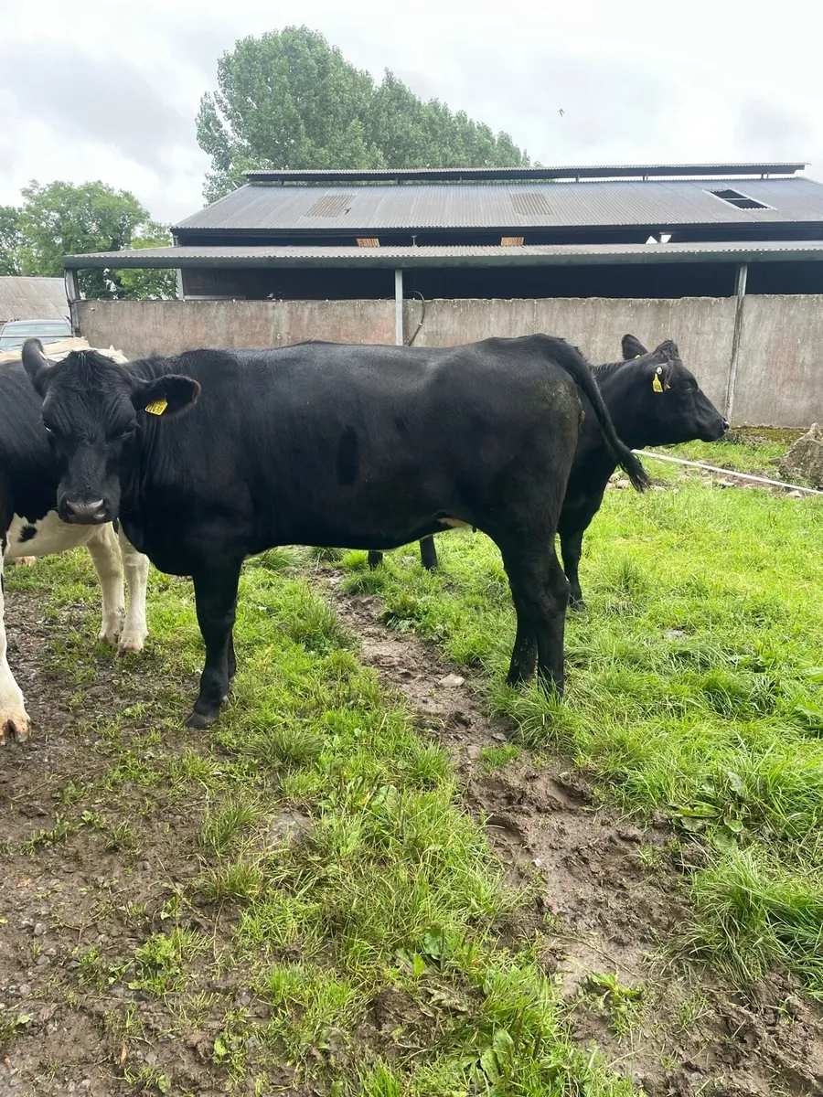 Angus heifers for Roscommon Mart Friday 18th July - Image 3