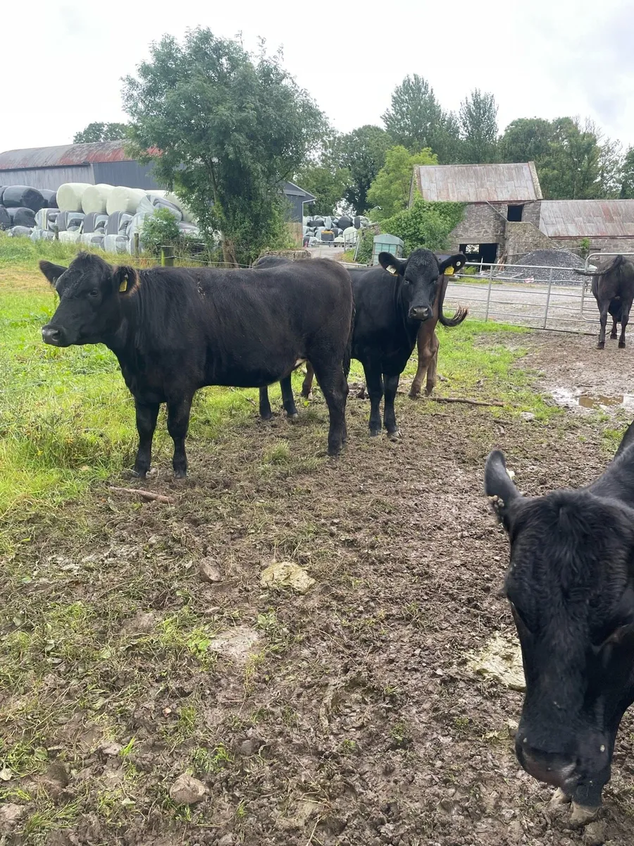 Angus heifers for Roscommon Mart Friday 18th July - Image 4