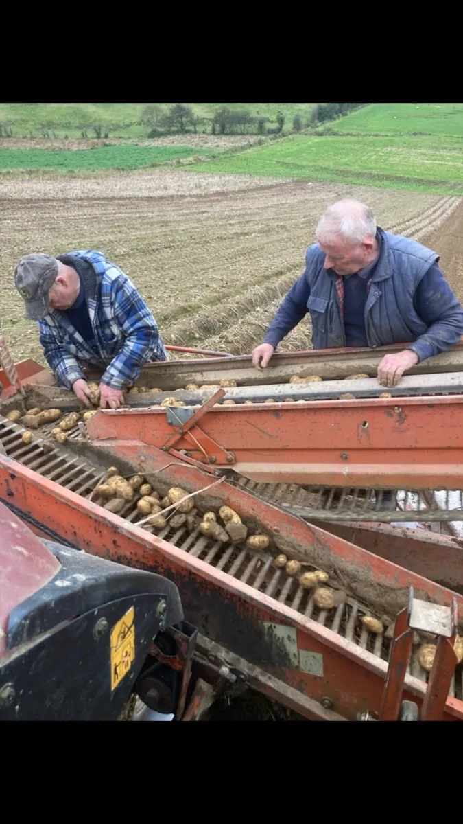 Queen Potatoes - Image 1