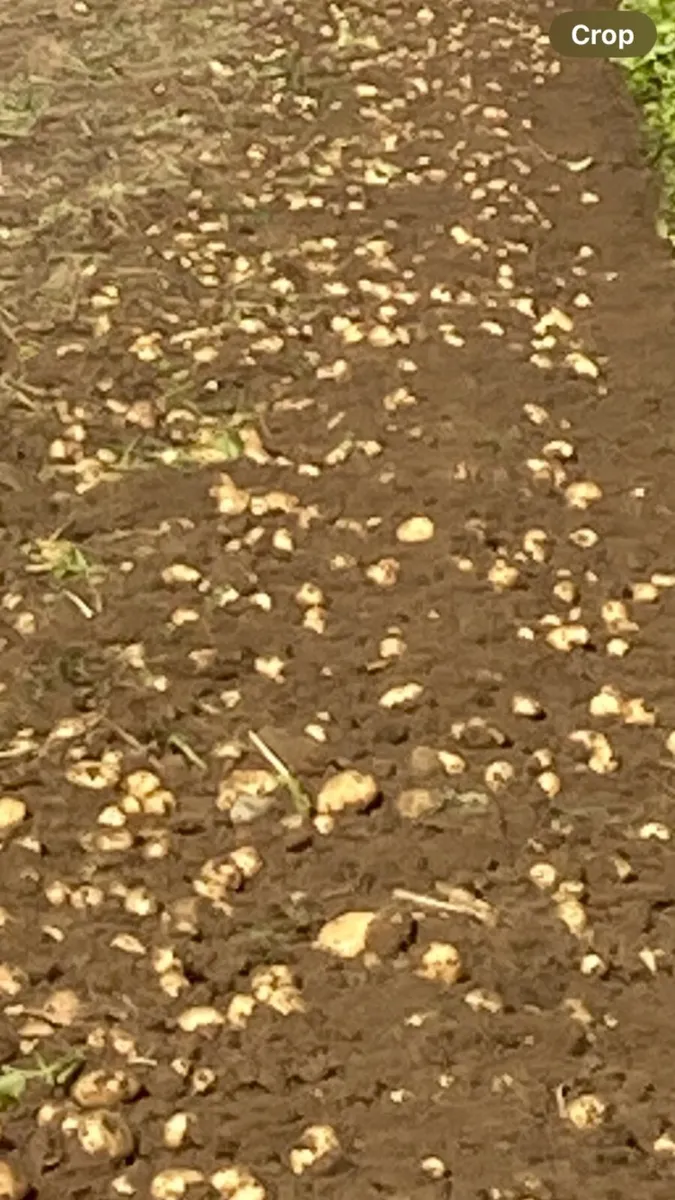 Queen Potatoes - Image 2