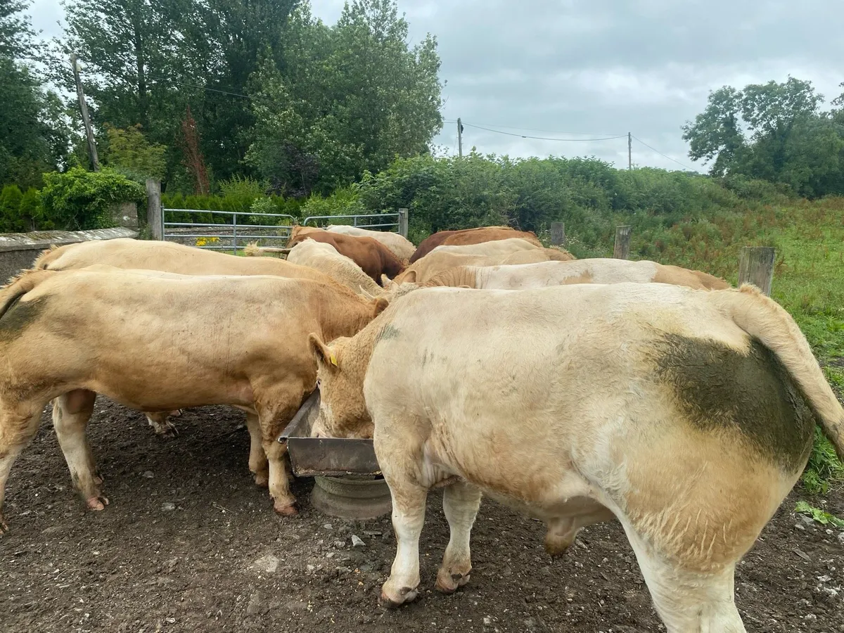 Charolais bulls - Image 1