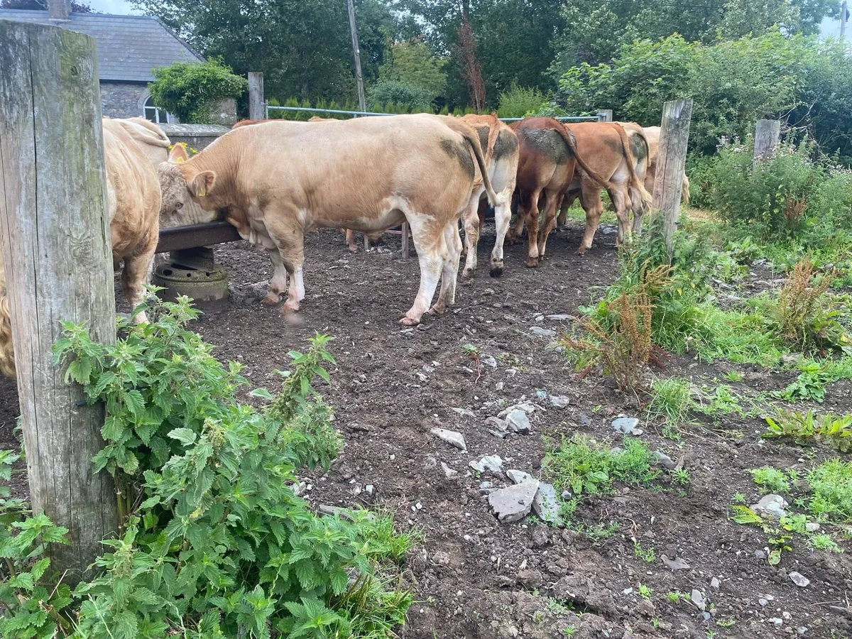 Charolais bulls - Image 2