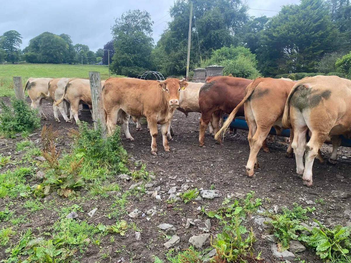 Charolais bulls - Image 3
