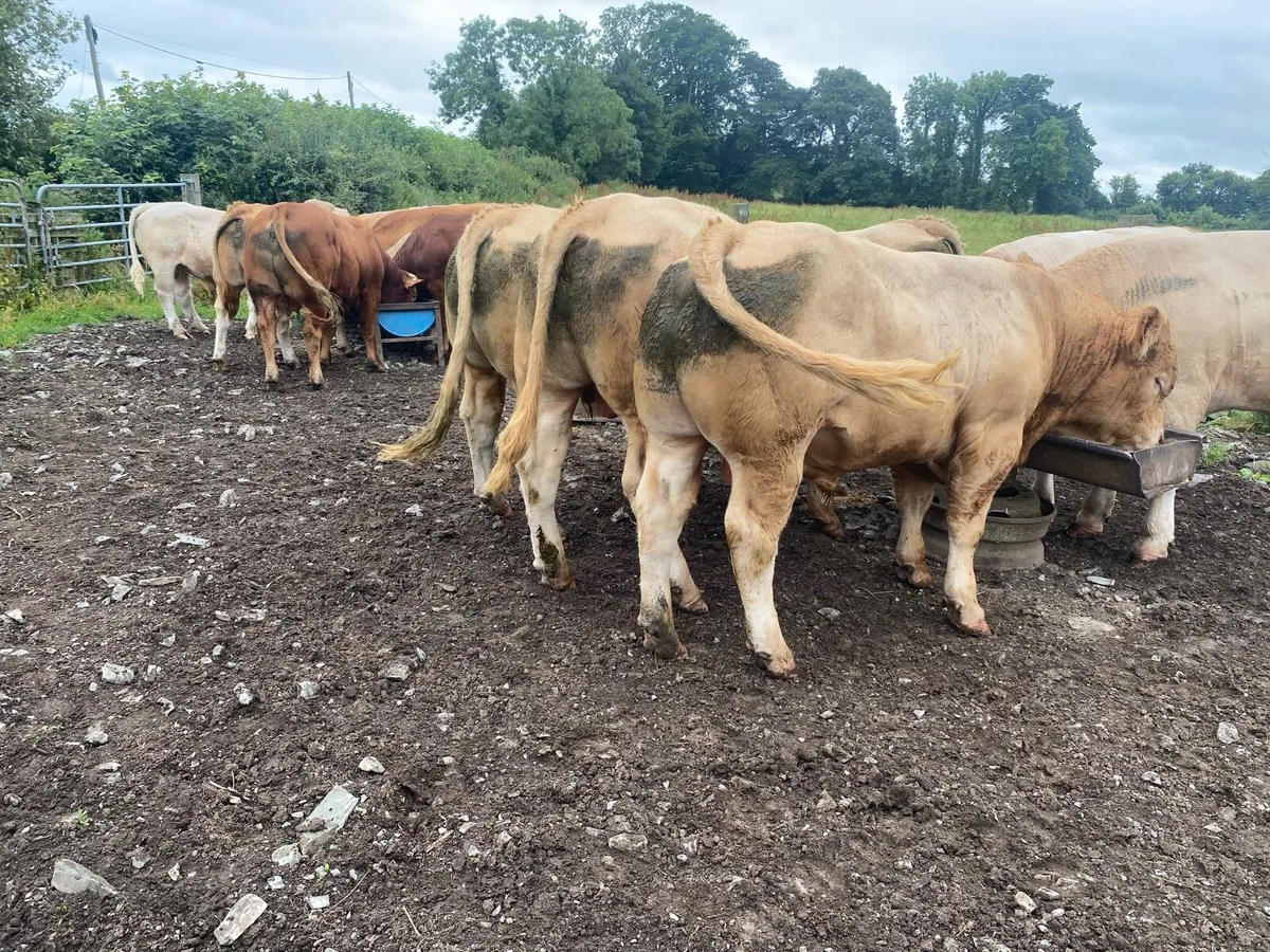 Charolais bulls - Image 4