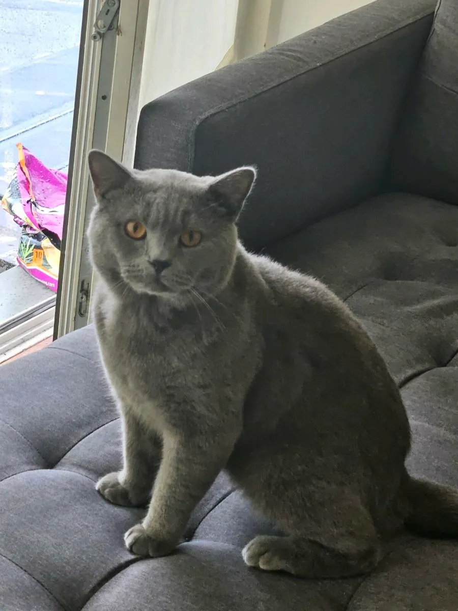 Brithsh short cat  no time waster - Image 1