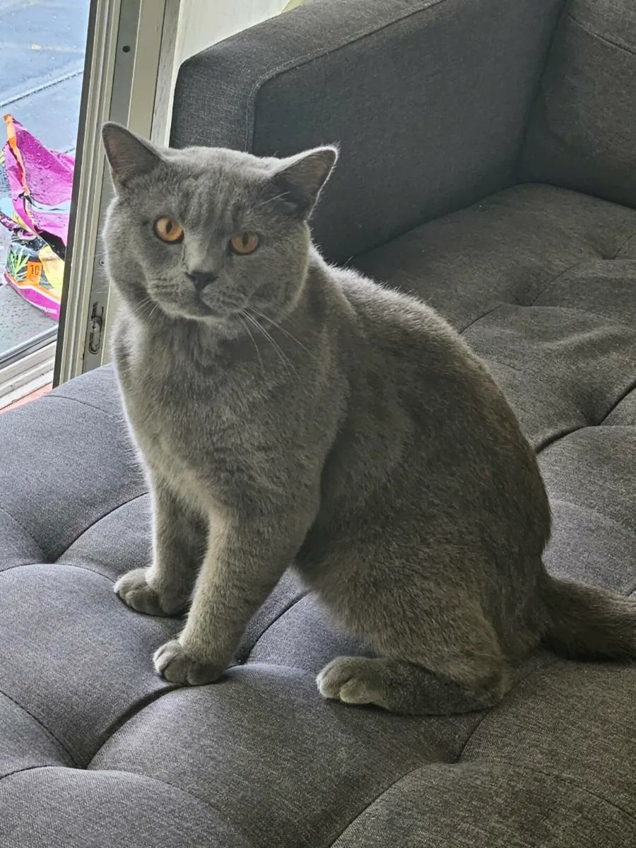 Brithsh short cat  no time waster - Image 3