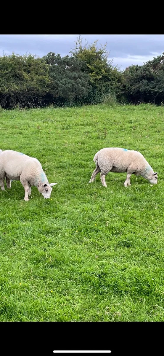Lambs - Image 1