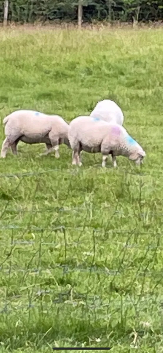 Lambs - Image 2