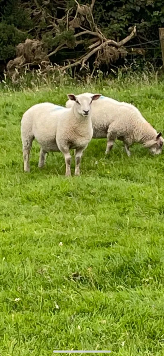 Lambs - Image 3