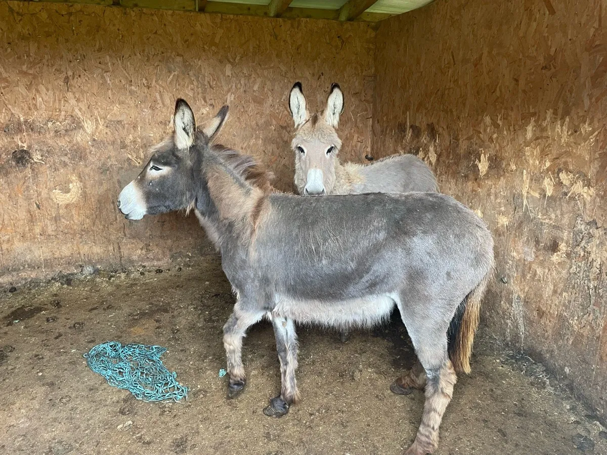 Donkeys - Image 1