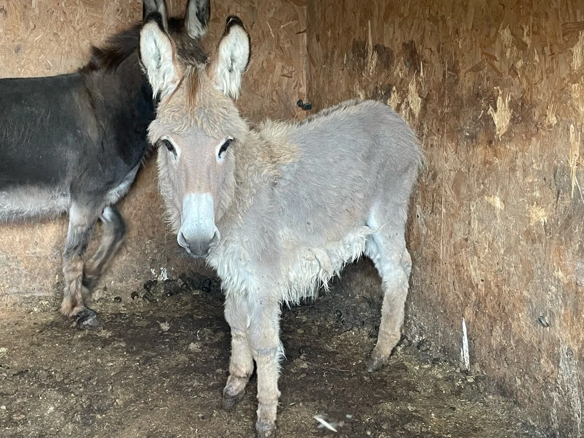 Donkeys - Image 2