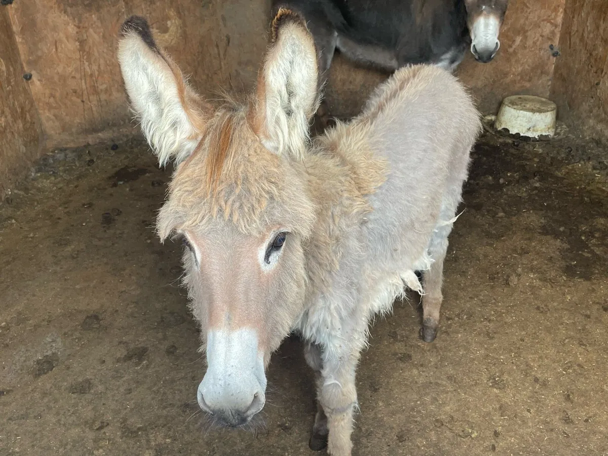Donkeys - Image 3