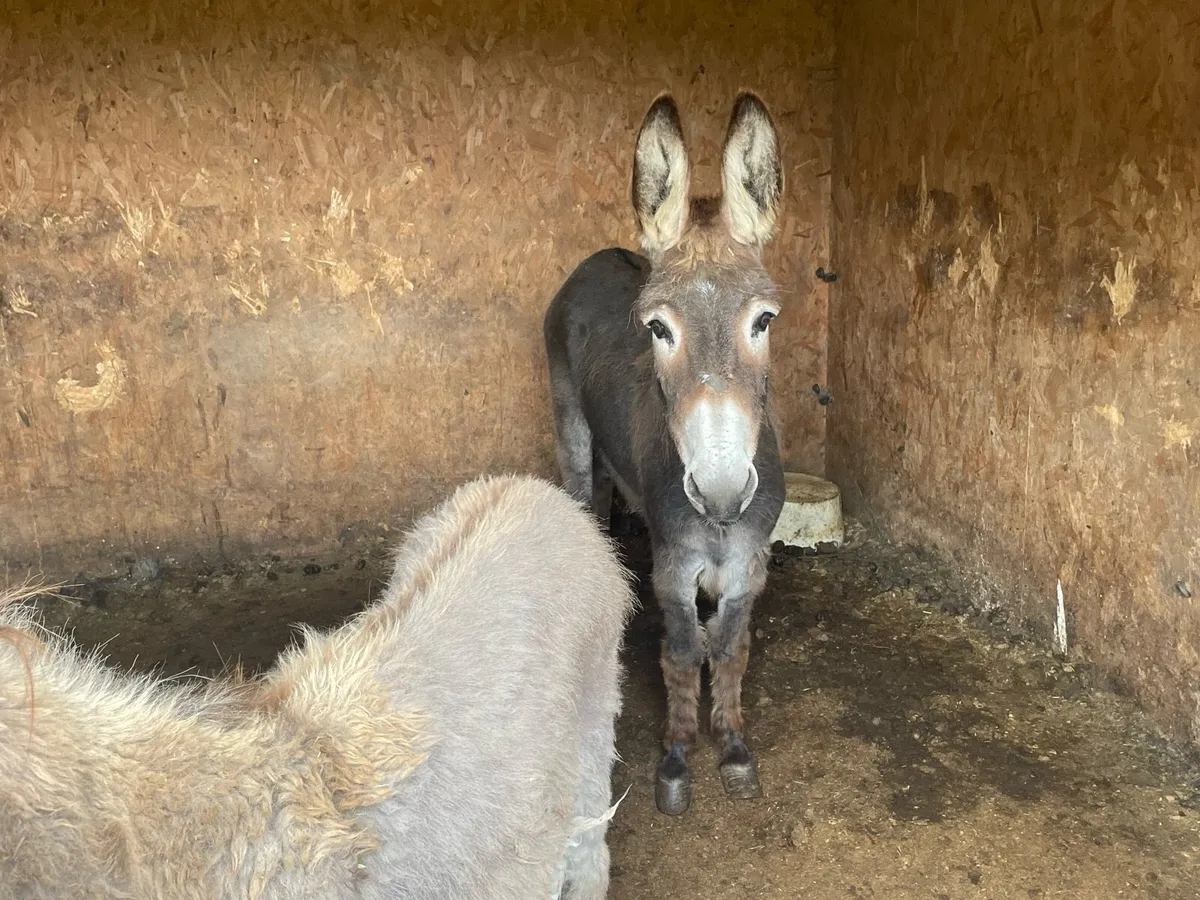 Donkeys - Image 4