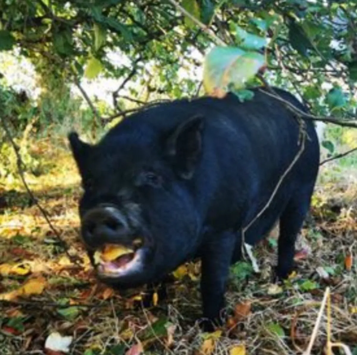 Goats n x2 pigs - Image 3