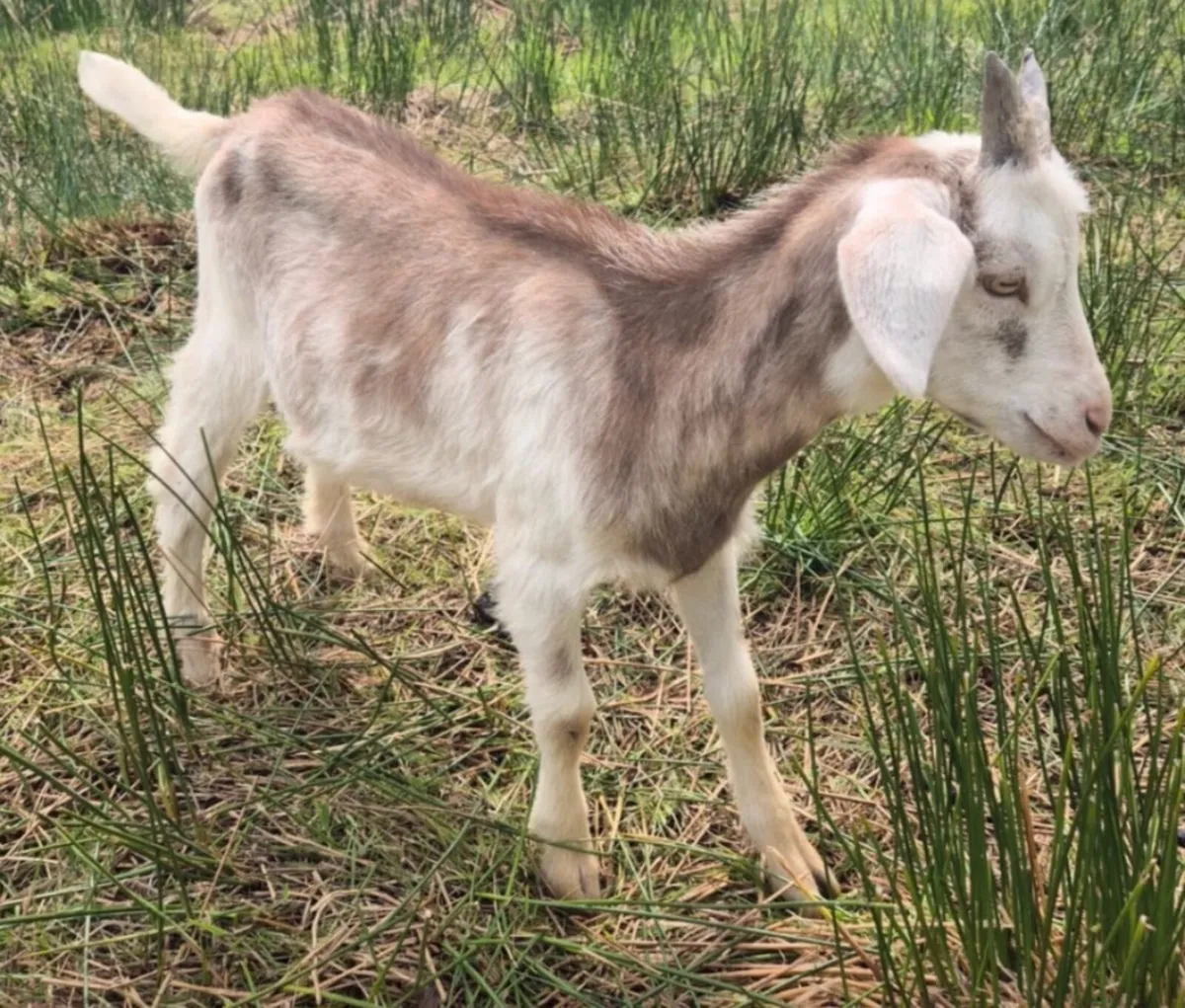 Goats n x2 pigs - Image 1