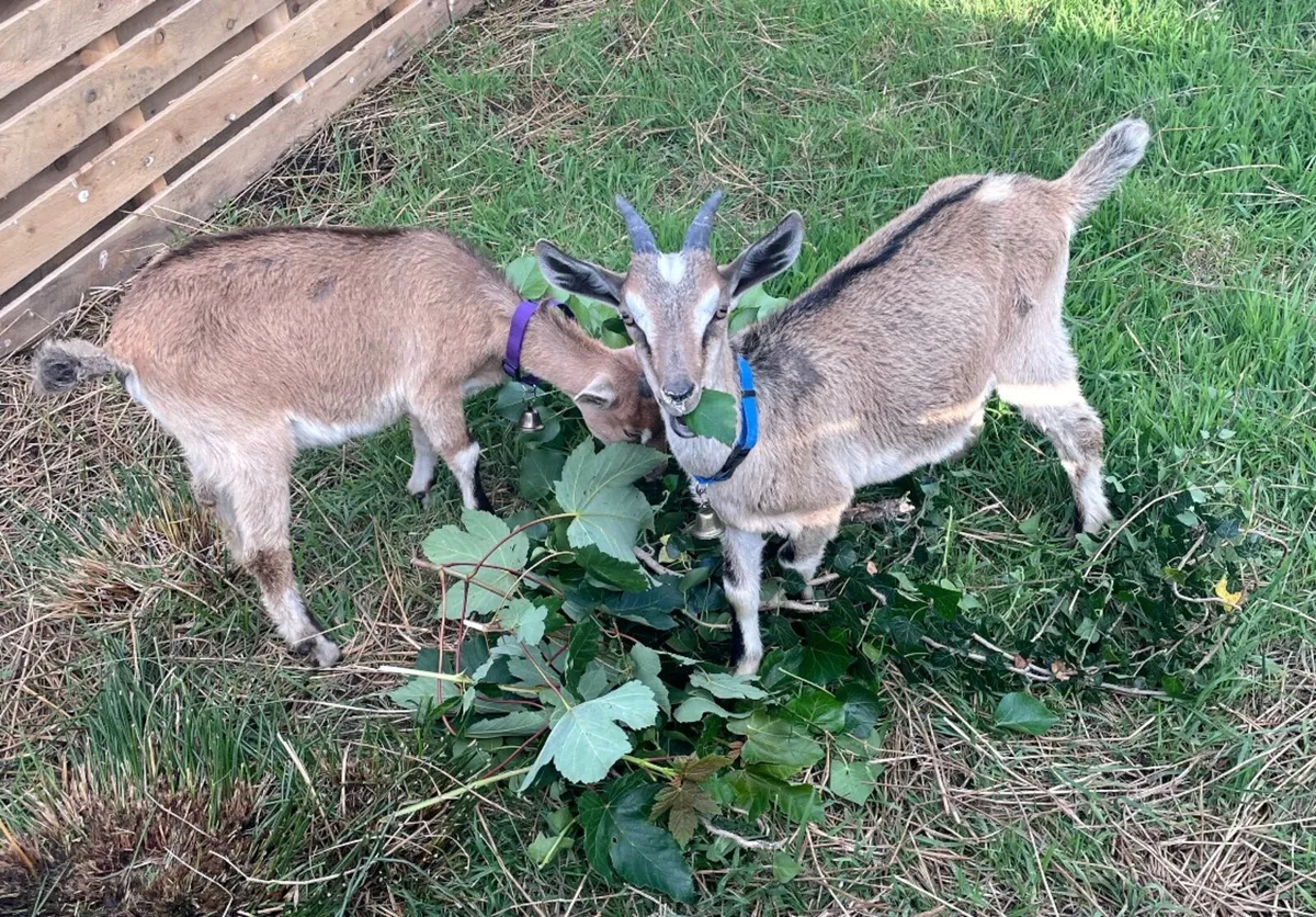Goats n x2 pigs - Image 2