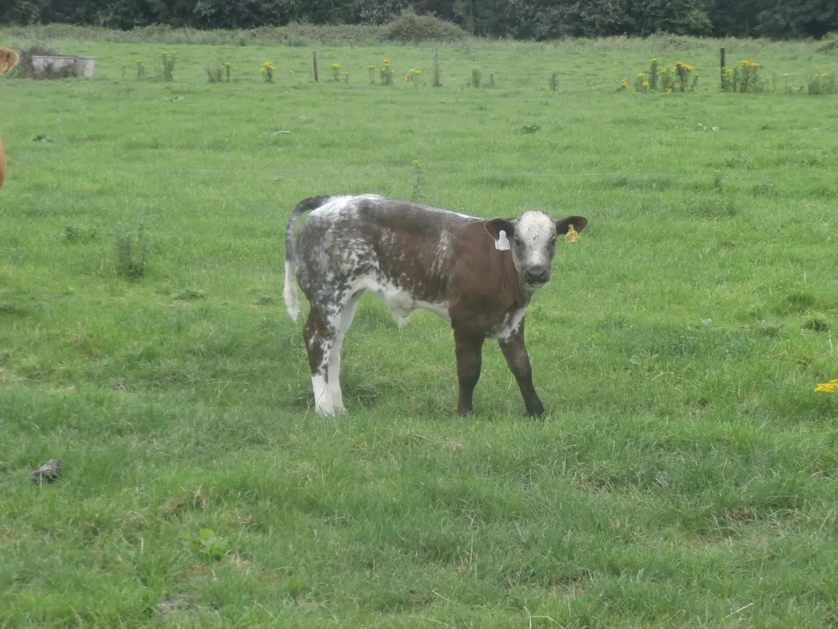 cows with calves - Image 2